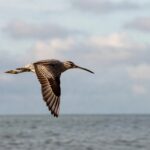 Bar-tailed Godwit flying over the ocean during its long-distance migration journey